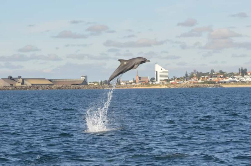 Koombana Bay: Dolphin Eco Cruise - The Sum Up