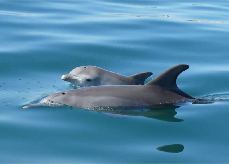 Koombana Bay: Dolphin Eco Cruise - FAQ