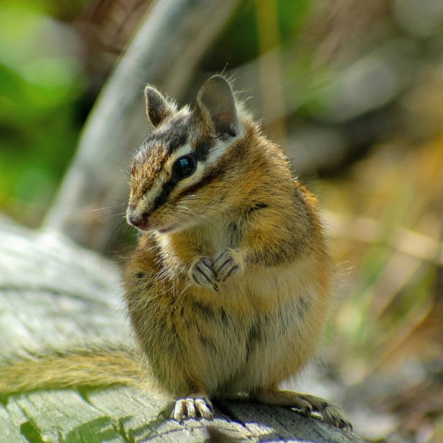 Kootenay National Park: Stanley Glacier Valley Tour - Highlights of the Tour