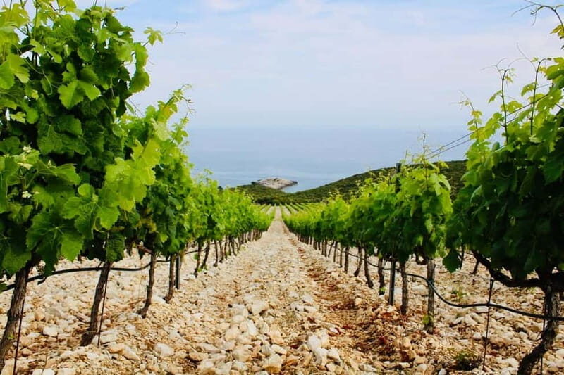 Korcula: Guided Wine Tour with Tastings - Introduction