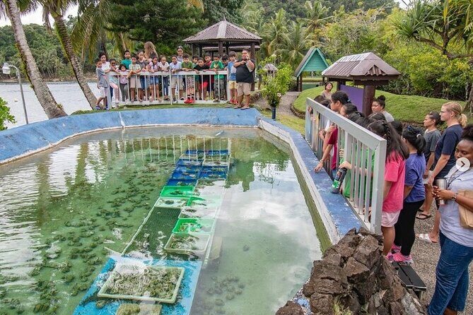 Koror City Tour - Exploring Koror in Four Hours