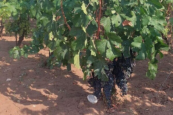 Korula for Wine Lovers - Poip and Grk Wines Private Tour - The Sum Up