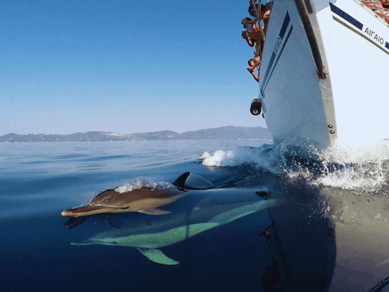 Kos: Small Group Full-Day Sailing with Meal, Drinks, & Swim - Authenticity and Authentic Experiences