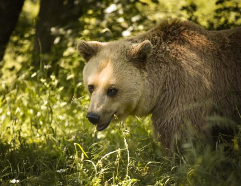 Kosovo: Bear Sanctuary Prishtina, (guided tour & shuttle) - Kosovo: Bear Sanctuary Prishtina, (guided tour & shuttle)