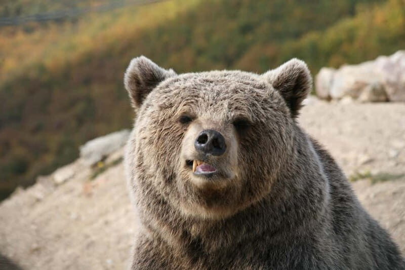 Kosovo: Bear Sanctuary Prishtina, (guided tour & shuttle) - Who will love this experience?