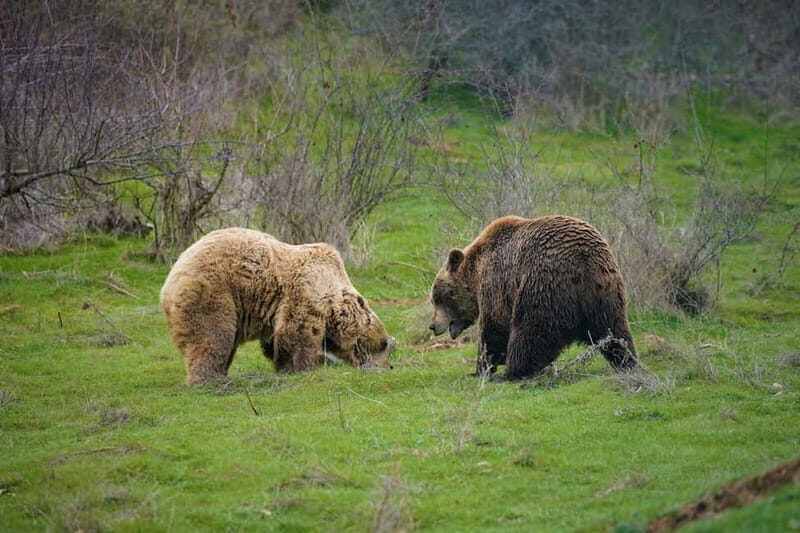 Kosovo: Bear Sanctuary Prishtina, (guided tour & shuttle) - FAQ