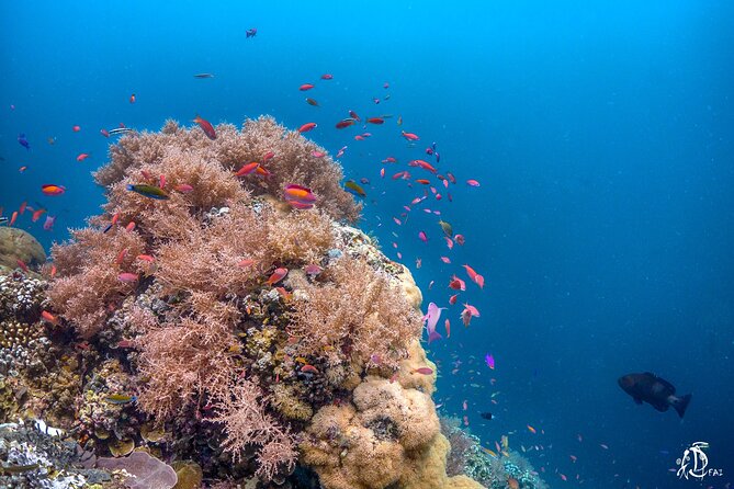 Kota Kinabalu Leisure Scuba Diving Trip (3 Dives) - Public Transportation and Restrictions