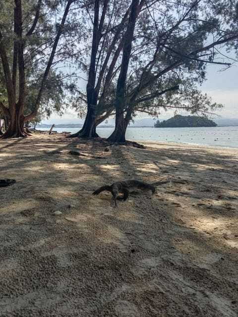 Kota Kinabalu: Manukan & Sapi Islands Snorkeling with Lunch - Final Thoughts