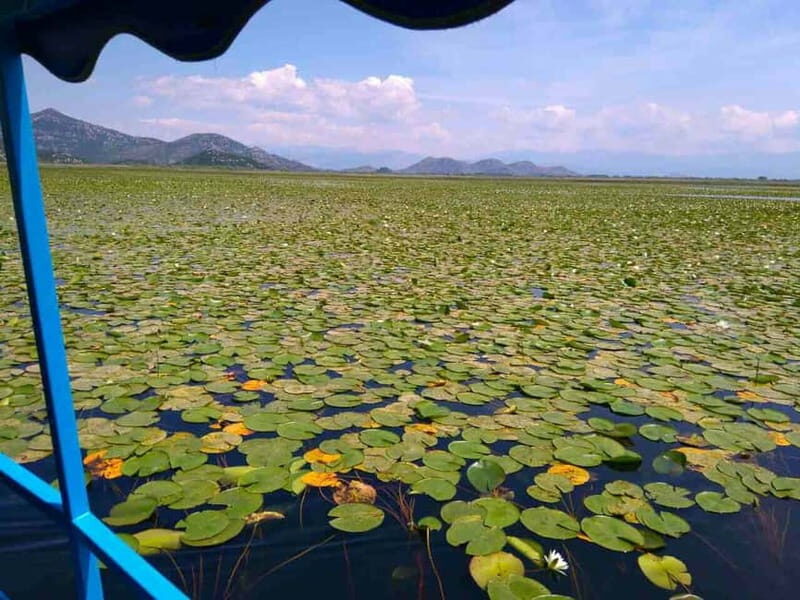 Kotor: Skadar Lake National Park with Wine Tasting - Key Points