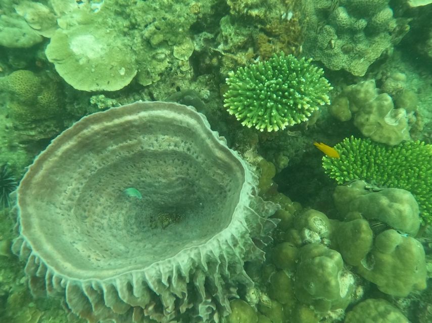 Krabi: 4 Islands & Krabis Separated Sea Longtail Boat Tour - Key Points