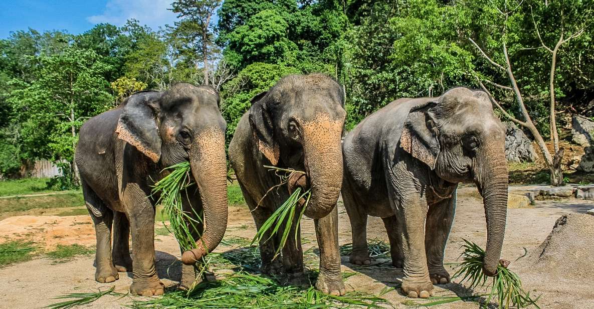 Krabi: Ao Nang Elephant Sanctuary Half-Day Tour - Inclusions and Exclusions