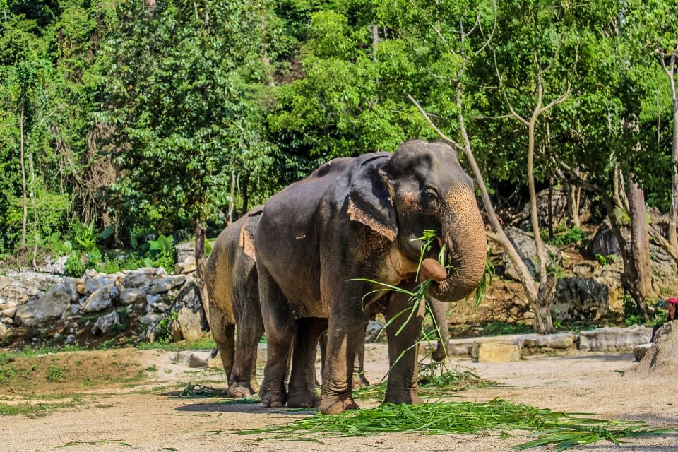 Krabi: Ao Nang Elephant Sanctuary Half-Day Tour - Elephant Mud Spa Experience