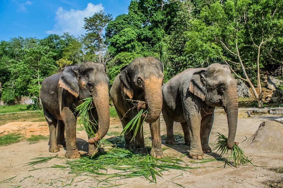 Krabi: Ao Nang Elephant Sanctuary Half-Day Tour - Frequently Asked Questions