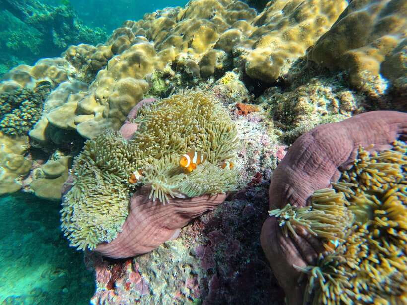 Krabi Aonang: Koh Rok & Koh Haa Snorkelling Day Trip + Lunch - Important Information