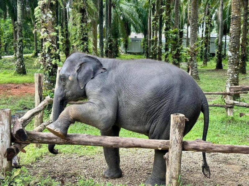 Krabi Elephant Bathing and Atv Adventure (30min/30min) - Accessibility and Logistics