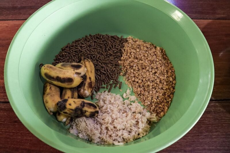 Krabi: Elephant Feeding Program - Included Amenities