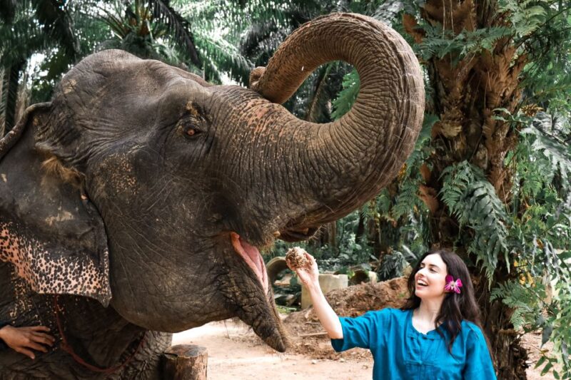 Krabi: Elephant Feeding Program - Participant Restrictions