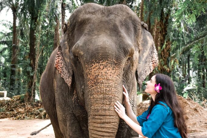 Krabi: Elephant Feeding Program - What to Expect During the Feeding Program