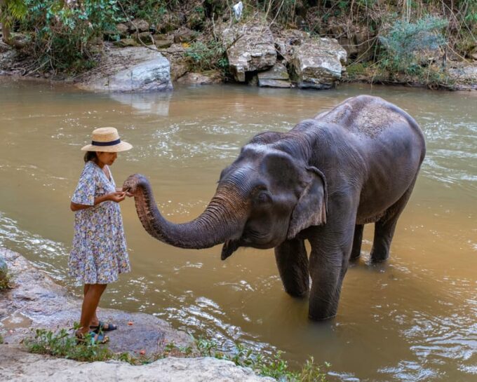 Krabi: Ethical Elephant Care Experience With Hotel Transfer - Health Benefits of Mud Baths