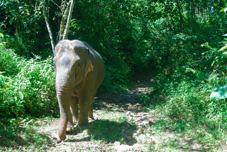 Krabi: Ethical Elephant Sanctuary Experience - Bathing in the Rock Pool