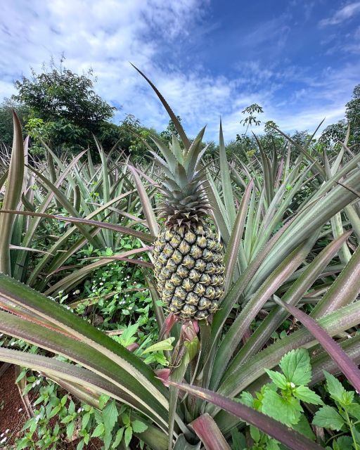 Krabi: Klong Root Kayaking Viewpoint,Fish Feeding and More - Frequently Asked Questions