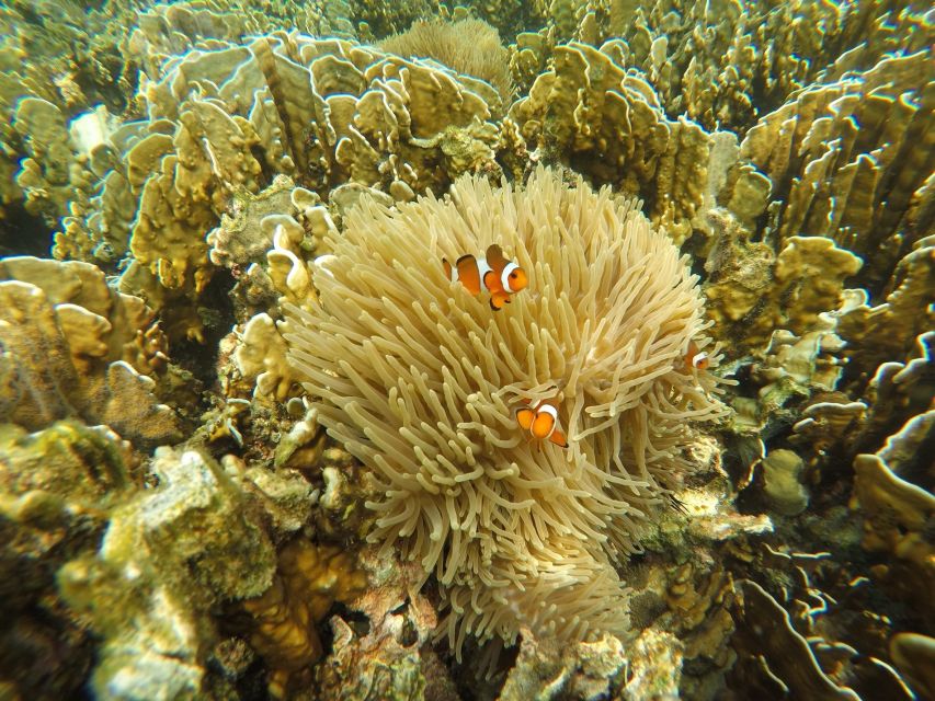 Krabi: Koh Rok & Koh Haa Hidden Snorkeling Tour by Speedboat - Koh Haa Snorkeling Exploration