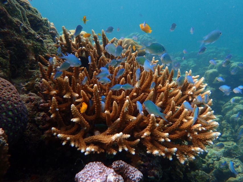 Krabi: Koh Rok & Koh Haa Hidden Snorkeling Tour by Speedboat - Frequently Asked Questions