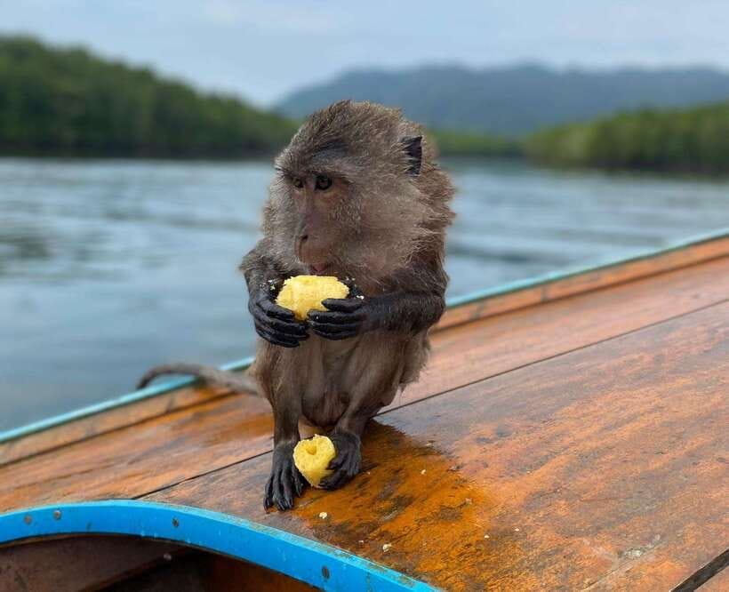 Krabi: Mangroves and Khao Kanab Nam Cave Tour With Lunch - Key Points