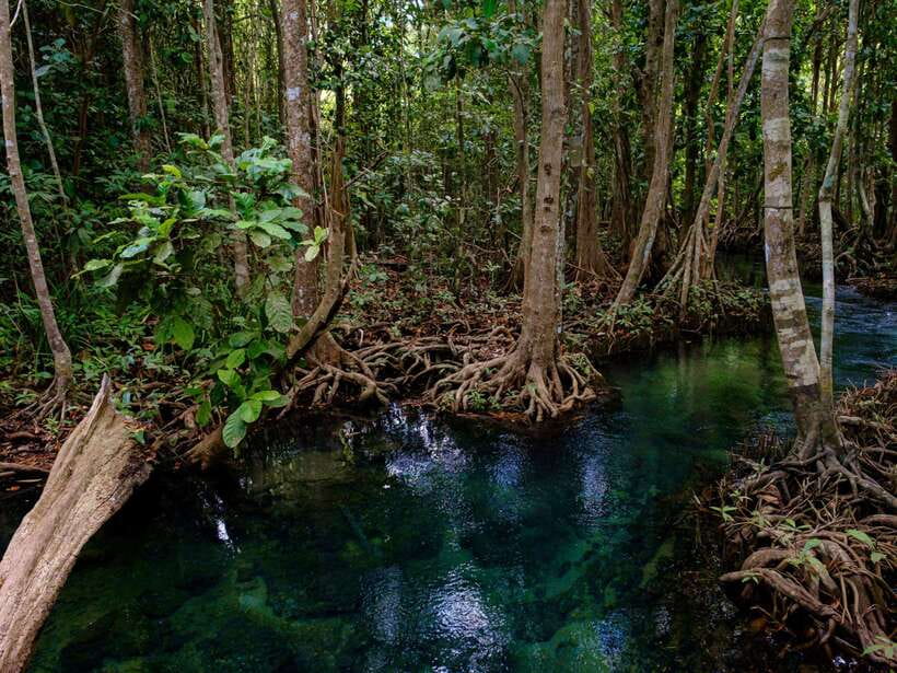 Krabi: Mangroves and Khao Kanab Nam Cave Tour With Lunch - Important Information and Recommendations