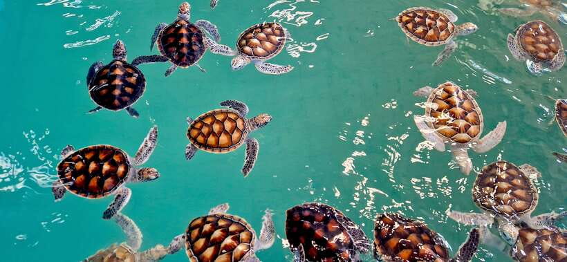 Krabi: Private Tour Khao Lak - Bamboo Rafting, ATV & Turtle - Visiting the Sea Turtle Conservation Center