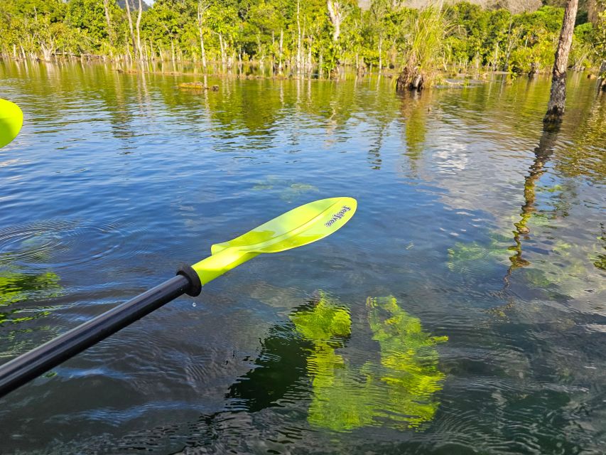 Krabi: South Kayak Klong Root Kayaking Tour - Mangrove Ecosystem