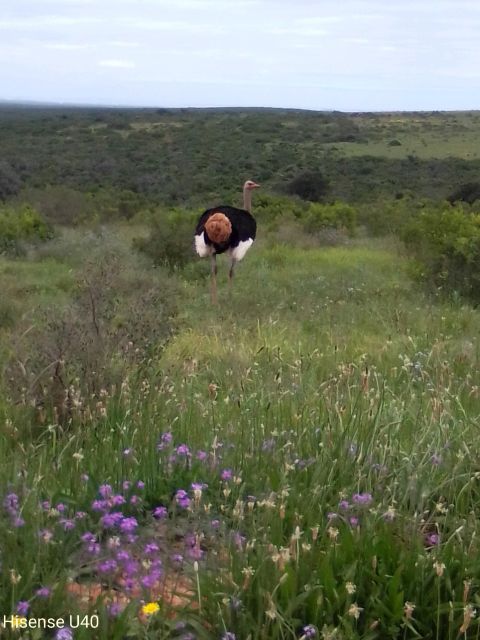 Kragga Kamma Safaris And Shore Excursions - Good To Know