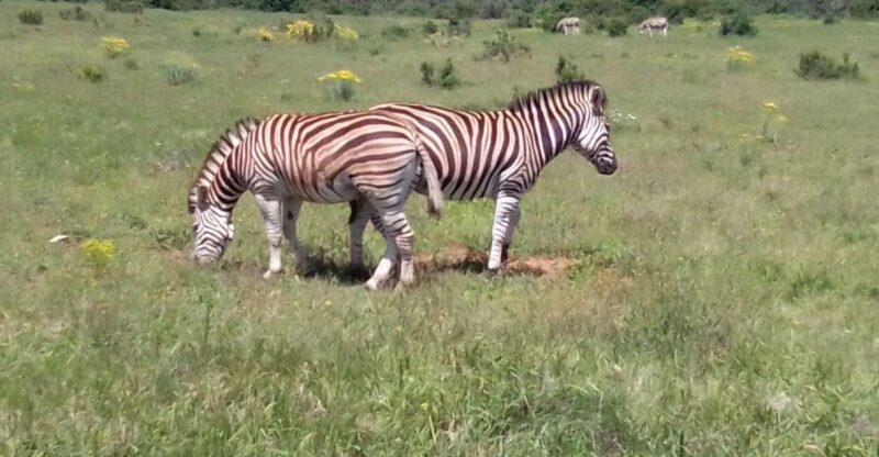 Kragga Kamma Safaris And Shore Excursions - Experience and Itinerary