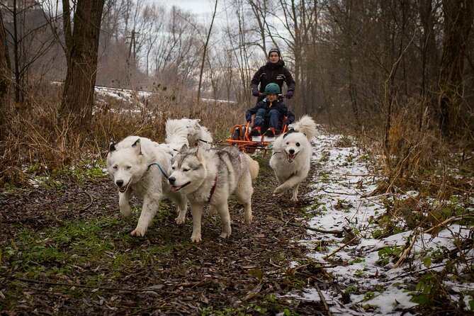 Kraków Full Dog Sled Ride - Ratings and Feedback
