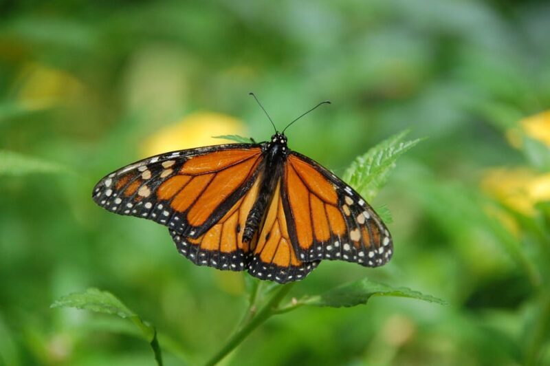 Krakow: Museum of Living Butterflies 2+1 - A Closer Look at the Collection and Exhibits