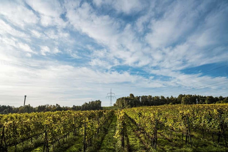 Krakow: Vineyard Tour with Wine Tasting and Dinner - Who Will Love This Tour?