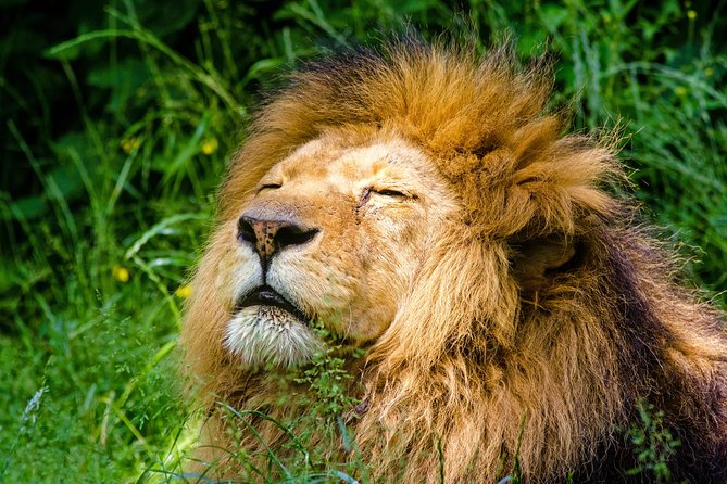 Krakow: Zoo With Hotel Transfer - Zoo Features