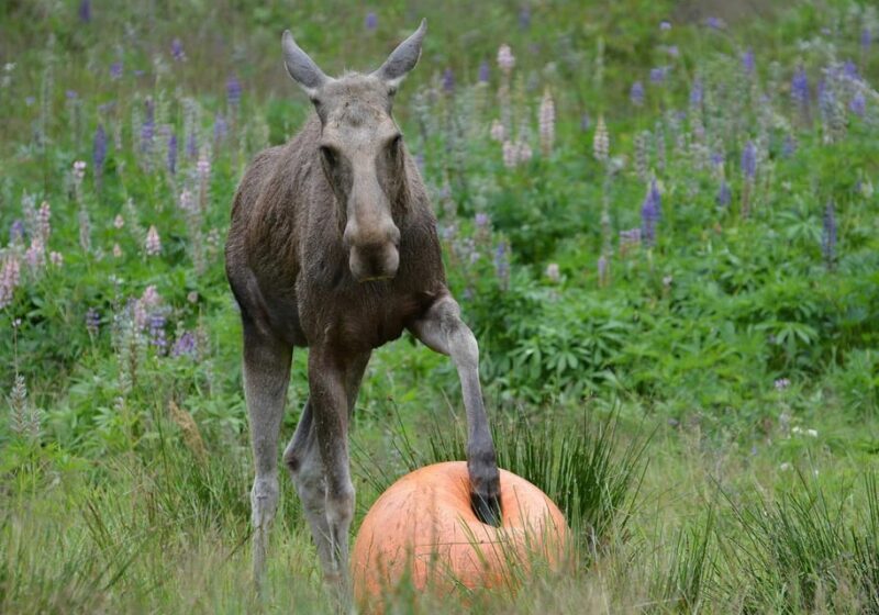 Kristiansand: Guided Bus Tour and Moose Park Experience - Final Thoughts: Who Will Love This Tour?