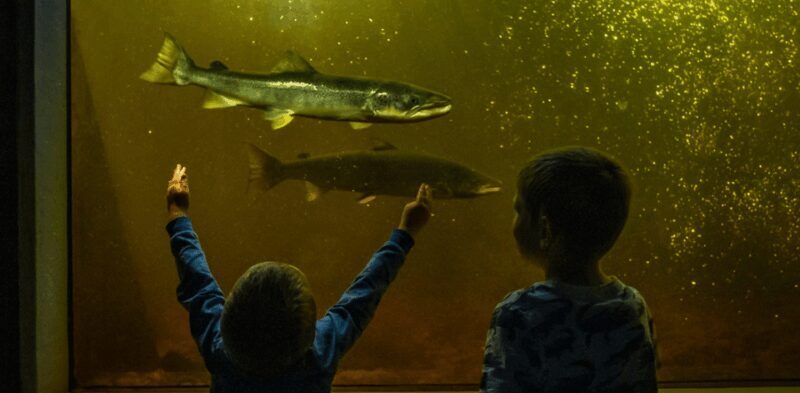 Kristiansand: Wild Salmon Center Guided Tour with Bus Ride - Key Points