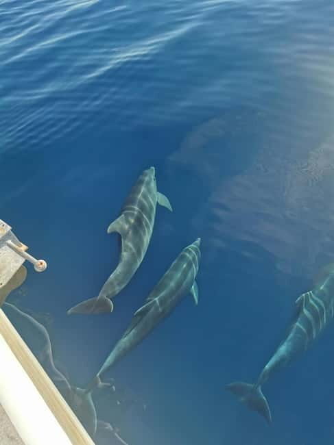 Krk: Golden Bay, Blue Cave, & 4 Islands Cruise - Key Points