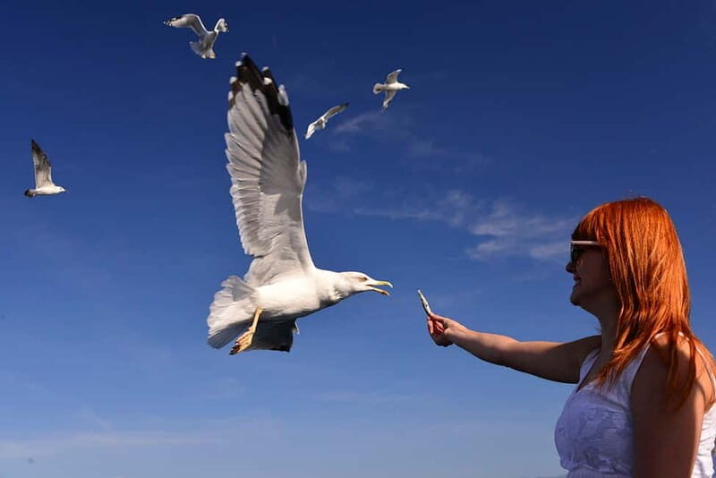 Krk Island: Half-Day Boat Trip to Five Islands - The Sum Up: Who Will Love This Experience?  