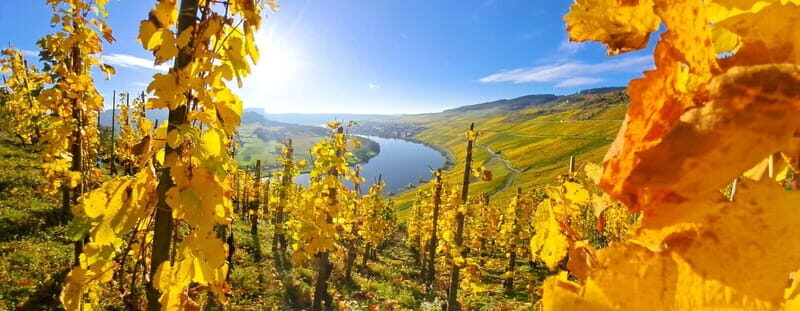 Kröv/Gut Hermes: Wine tour & tasting through the vineyard, winery, and sparkling wine production facility - Key Points
