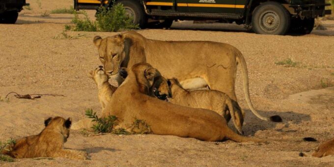 Kruger National Park 3 Day Safari Fr Johannesburg & Pretoria - Preserving Biodiversity