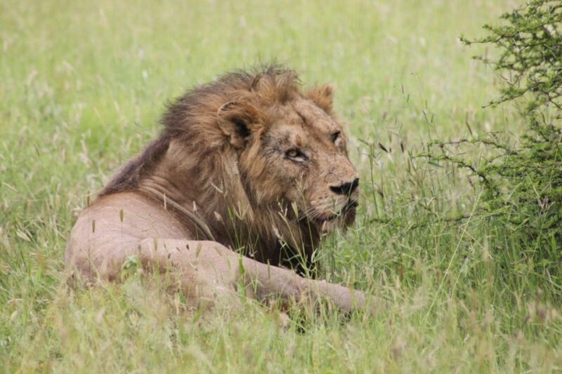 Kruger National Park: 3 Day Safari Tour - Day 1 Highlights