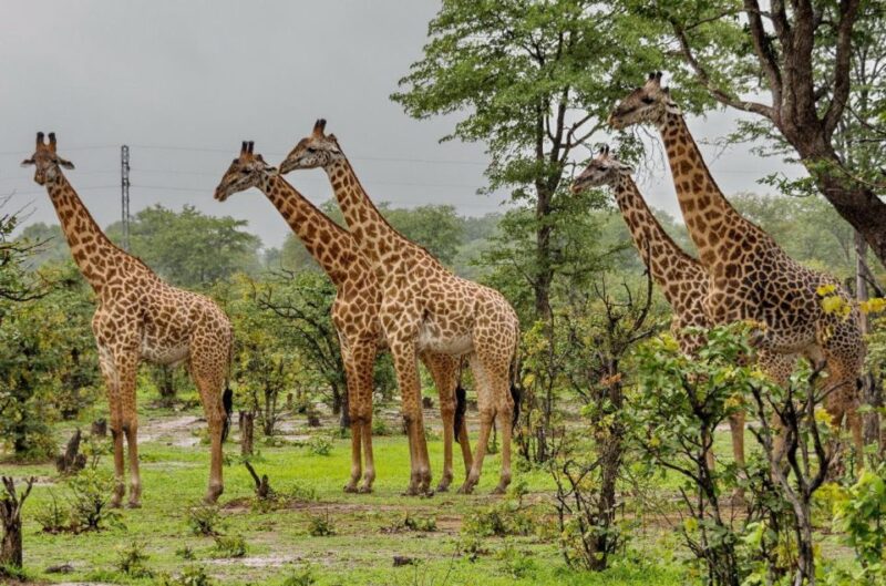 Kruger National Park 3 Day Tour From Johannesburg - Itinerary Highlights