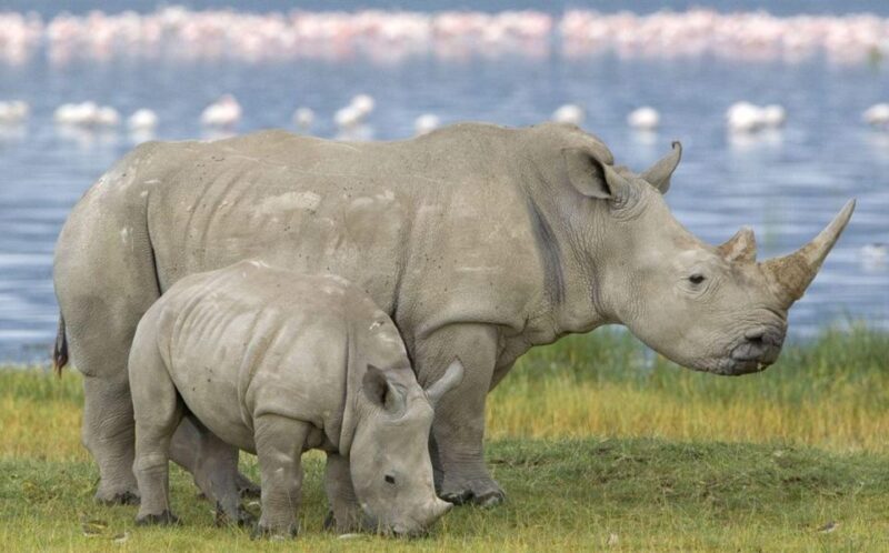 Kruger National Park 3 Day Tour From Johannesburg - Africas Big 5 Wildlife