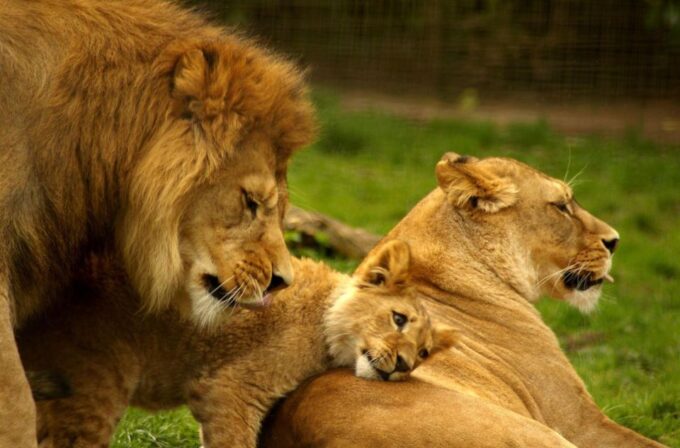 Kruger National Park 3 Day Tour From Johannesburg - Inclusions and Amenities