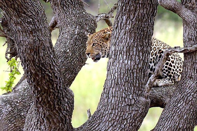 Kruger National Park. 3 Days Best Ever Safari From Cape Town - Tips for a Memorable Safari