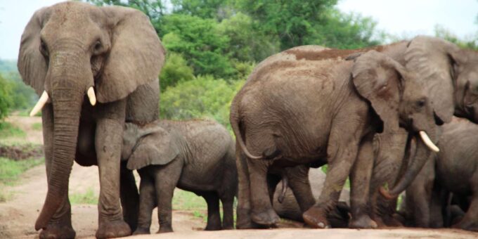 Kruger National Park: 4-Day Encounter the Kruger Park Safari - Important Considerations