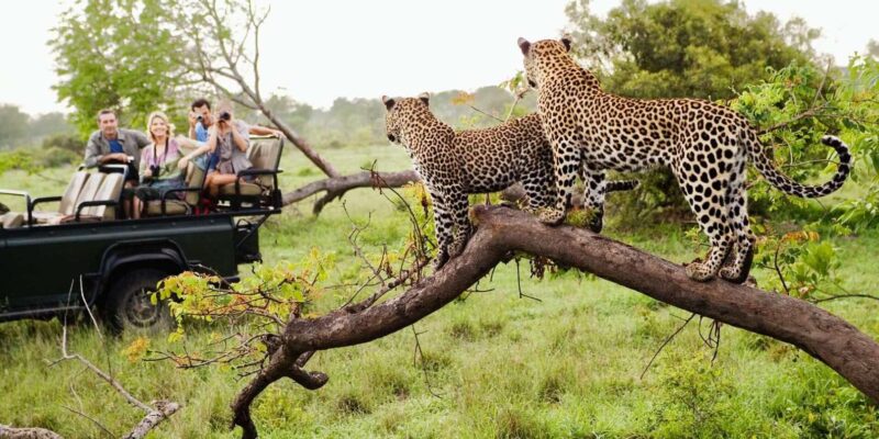 Kruger National Park 4 Day Private Safari From Johannesburg - Morning Safari and Township Tour